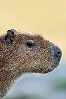 Pantanal Wildlife Prints: Capybara