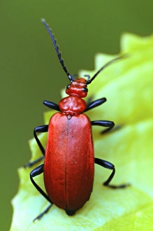 Dorset Wildlife Prints: Cardinal beetle on a leaf