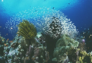 Tropical Ocean Wildlife Photos Prints: Cardinal fish over reef