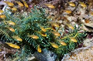 Coral Reef Ecosystem Photos Prints: Cardinalfish