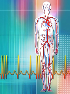 Human Cardiovascular System Prints: Cardiovascular system