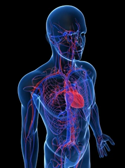 Cardiovascular system Print