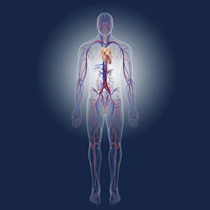 Cardiovascular System Print