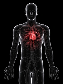 Cardiovascular System Print