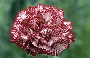 Carnation Flower Prints: Carnation flower