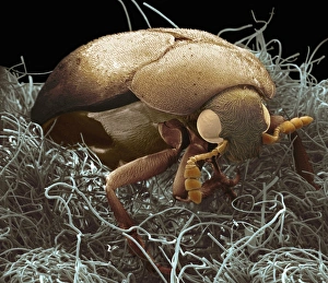 Images Dated 26th July 2011: Carpet Beetle Print on Carpet Fibres SEM