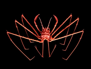 Images Dated 6th December 2012: Carrier crab Print, 3cm wide carapace