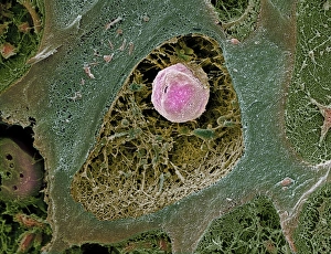Scanning Electron Micrograph SEM Images Prints: Cartilage cell, SEM