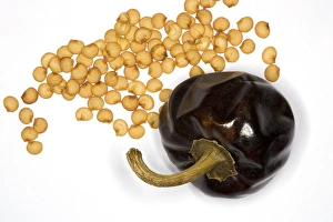 Capsicum Annuum Prints: Cascabel chilli, fruit and seeds