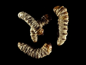 Prints of Castniid moth larvae. These specimens, from French Guiana in South America, have been preserved so that their haemplymph (body fluid) can be extracted Images Dated 2004 May: Castniid moth larvae Print: A preserved specimen of Castniid moth larvae