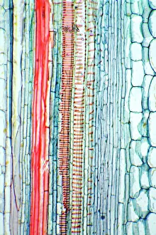 Castor oil stem print, a longitudinal section