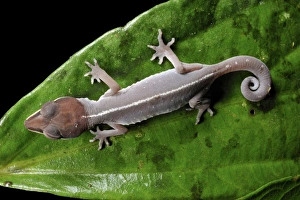 Prints of Cat gecko (Aeluroscalabotes felinus) on a leaf. Photographed in Gunung Mulu National Park, in Sarawak, the Malaysian part of the island of Borneo Images Dated 2011 September: Cat gecko on a leaf, Print