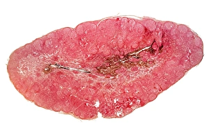 Light Microscopy Images Prints: Cat lymph gland, light micrograph