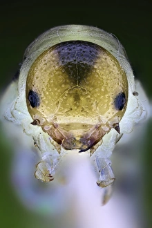 Lepidoptera Insect Images Prints: Caterpillar head