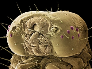 Caterpillar head, SEM Caterpillar head, SEM