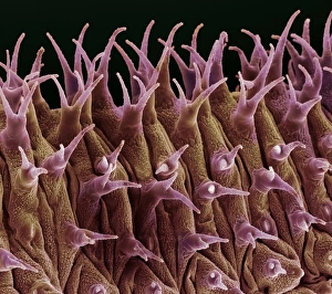 Coloured SEM Images Of Insects Prints: Caterpillar spines, SEM