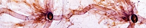 Light Microscopy Images Prints: Caterpillar spiracles, light micrograph
