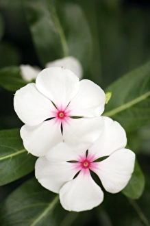 Madagascar Periwinkle Prints: Catharanthus roseus