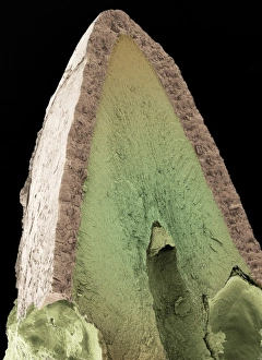 Prints of Cats tooth. Coloured scanning electron micrograph (SEM) of a vertical fracture through a canine tooth of a domestic cat (Felis catus) Images Dated 2004 May: SEM Print of a Domestic Cat's Canine Tooth