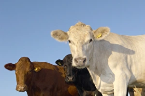 Cattle Breeds Prints: Cattle