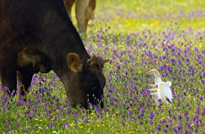 Wildlife In Spain Prints: Cattle and cattle egret