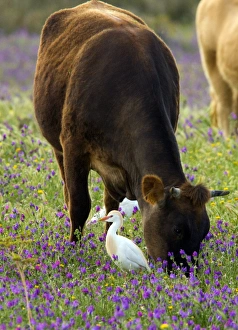 Echium Plantagineum Prints: Cattle and cattle egrets