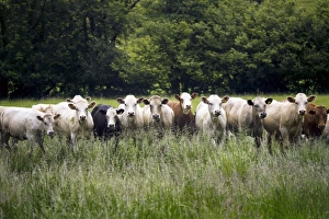 Farm Animals Images Prints: Cattle in a field