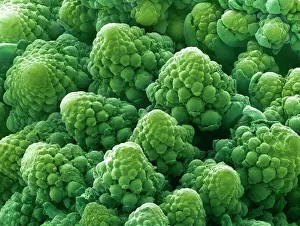 SEM Images Of Plants Prints: Cauliflower head, SEM