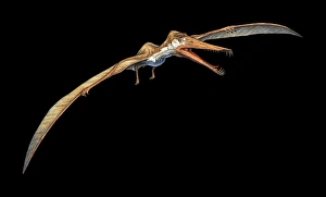 Early Cretaceous Period Prints: Cearadactylus pterosaur