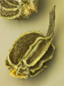 Prints of Celery fruit. Coloured scanning electron micrograph (SEM) of the dried fruit, often referred to as seeds, of the celery plant (Apium graveolens) Images Dated 2009 January: Celery fruit Print, SEM