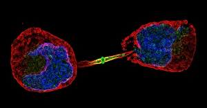 Prints of Cell division. Fluorescent micrograph of an animal cell during cytokinesis (cell division) Images Dated 2004 July: Cell Division Print - Fluorescent Micrograph of Animal Cell