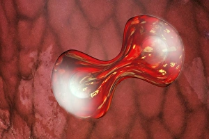Cell Division Process Prints: Cell division, conceptual artwork
