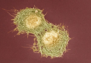 Prints of Cell division. Coloured scanning electron micrograph (SEM) of two animal cells during cytokinesis (cell division) Images Dated 2009 March: Cell Division Print: Coloured SEM of Two Animal Cells in Cytokinesis