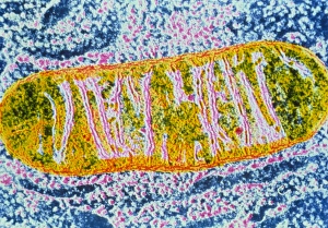 Transmission Electron Micrograph Prints: Cell mitochondrion