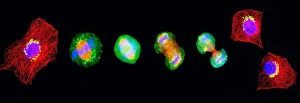 Confocal Microscopy Images Prints: Cell mitosis