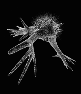 Cell with pseudopodia Print