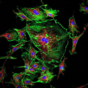 DNA Prints: Cell Structure Print: Confocal Micrograph of Endothelial Cells