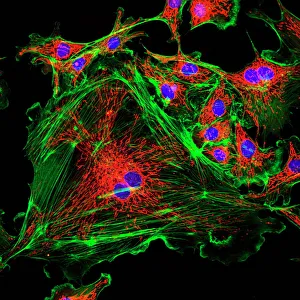 DNA Prints: Cell Structure Print: Confocal Micrograph of Endothelial Cells
