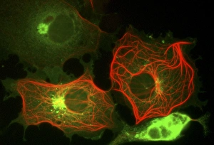 Framed Print : Cell Structure Print - Fluorescent Micrograph of Monkey Kidney Cells Framed Print : Cell Structure Print - Fluorescent Micrograph of Monkey Kidney Cells