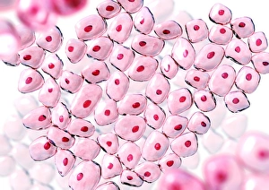 Deoxyribonucleic Acid Prints: Cells
