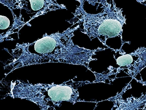 Prints of Cell cytoskeleton. Coloured scanning electron micrograph (SEM) of the cytoskeleton (blue) and nuclei (green) of cultured cells Images Dated 2005 June: Cultured Cells SEM Print