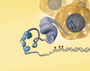 Double Helix Model Prints: Cellular packaging of DNA, artwork