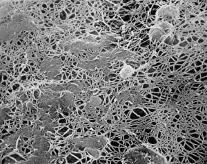 Cellulose microfibrils of a cell wall Cellulose microfibrils of a cell wall