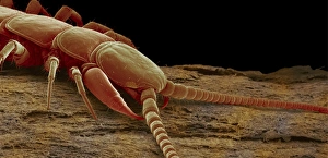 Prints of Garden centipede. Coloured scanning electron micrograph (SEM) of the head and upper body of a garden centipede (Lithobius sp.) Images Dated 2004 July: Centipede Head and Body SEM Print