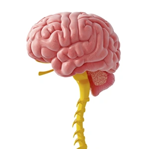 Central Nervous System Print