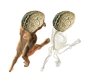 Central Nervous System Prints: Central and peripheral nerves, artwork