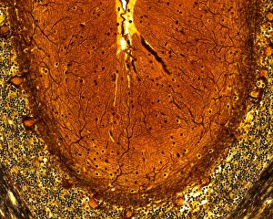 Cerebellum Tissue Print, Light Micrograph
