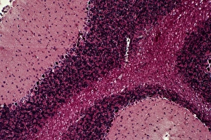 Images Dated 24th August 2012: Cerebrum Print: Section through Cerebral Tissue