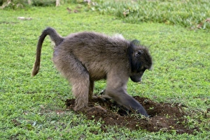 De Hoop Nature Reserve Prints: Chacma baboon digging