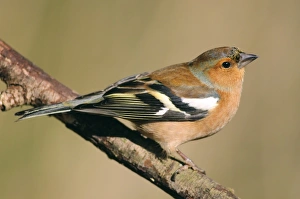 Chaffinch Bird Prints: Chaffinch